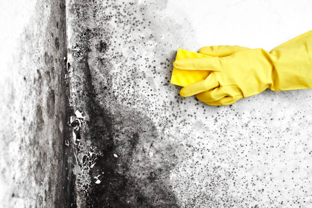 Best Crawl Space Mold Remediation in Ofallon, IL