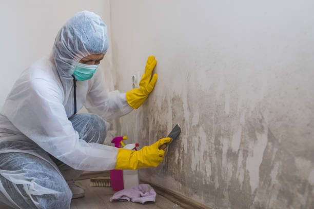 Best Post-Flood Mold Remediation in Ofallon, IL