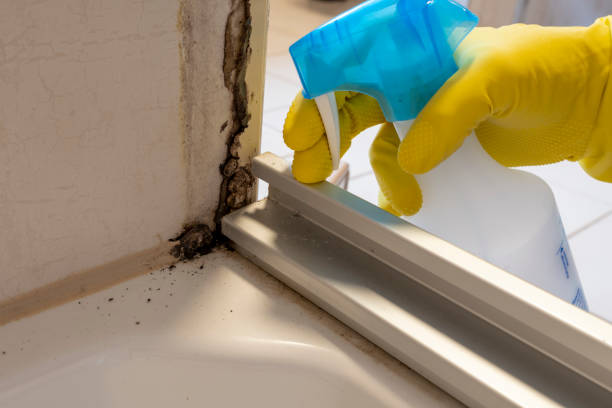 Best Residential Mold Remediation in Ofallon, IL