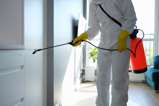 Best Basement Mold Remediation in Ofallon, IL