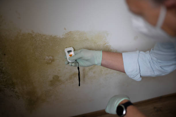 Best Localized Mold Remediation (e.g., coastal areas, humid climates) in Ofallon, IL